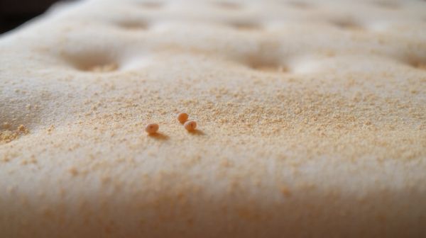 Top astuces pour repérer les œufs de punaise de lit